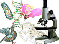 О проведении олимпиады по биологии